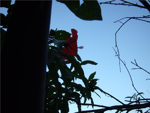 hibiskus